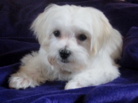 JUNIOR